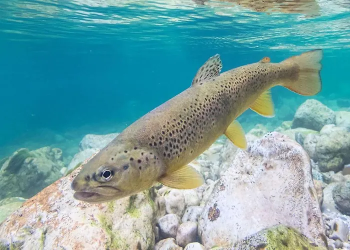 Lejlighed Alpine Bled